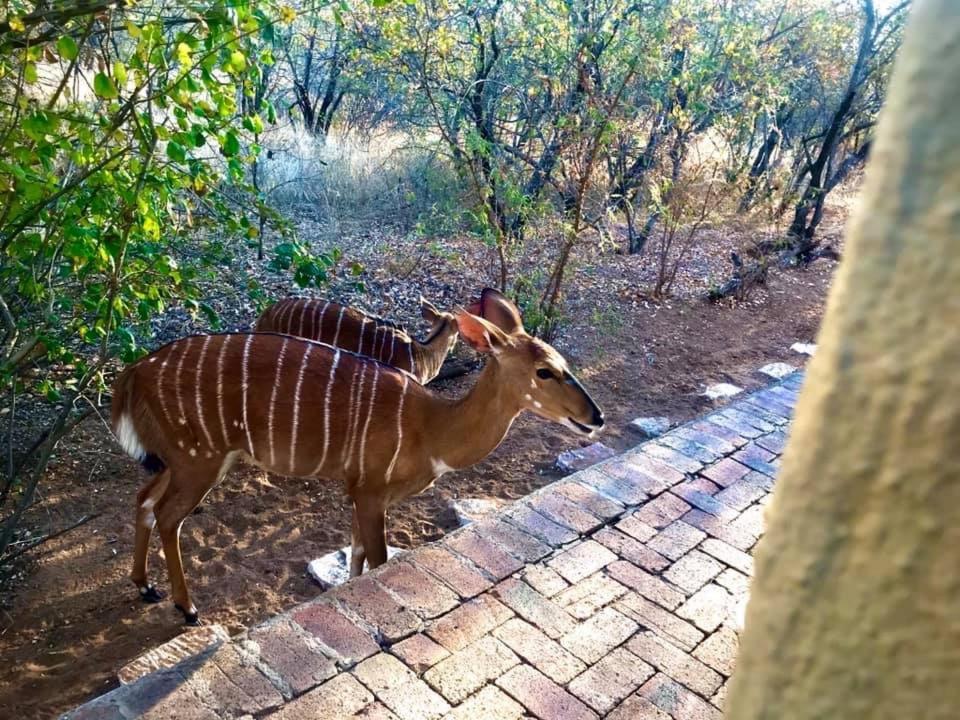 The Bush Hut Villa Hoedspruit Luaran gambar